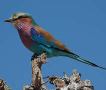 Lilac-breasted Roller