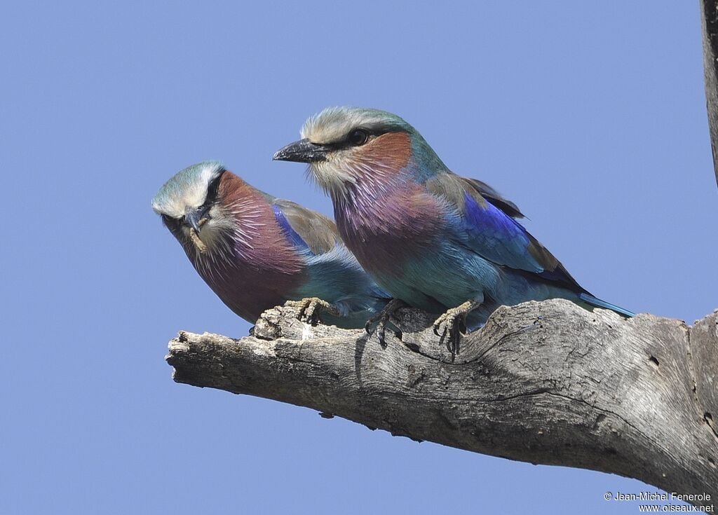 Lilac-breasted Roller