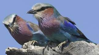 Lilac-breasted Roller