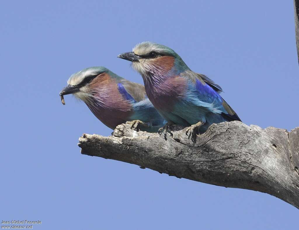 Lilac-breasted Rolleradult, Reproduction-nesting