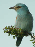 European Roller