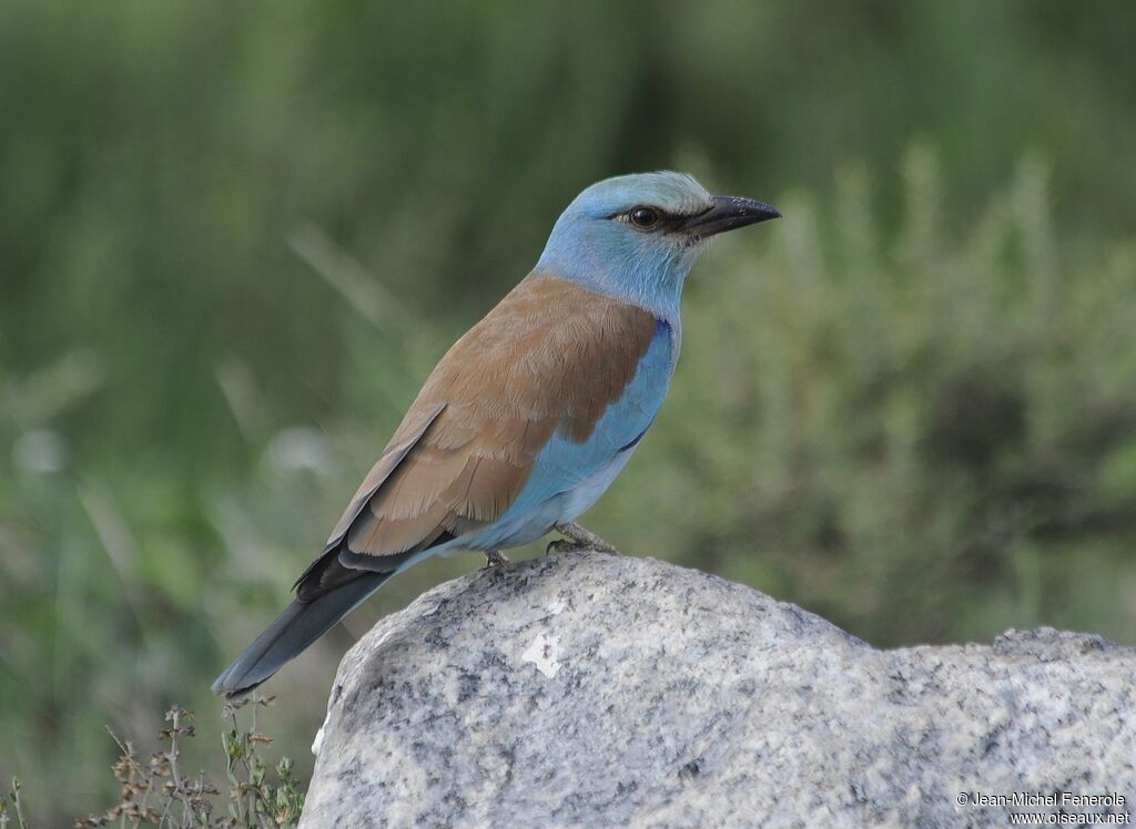 European Roller