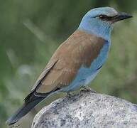 European Roller