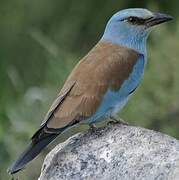 European Roller