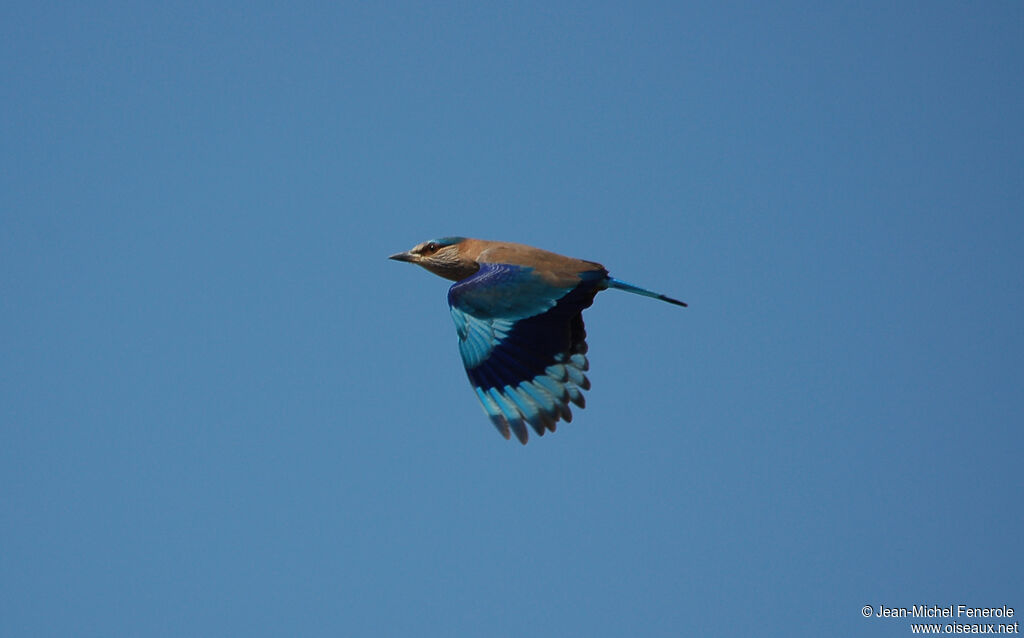 Indian Roller