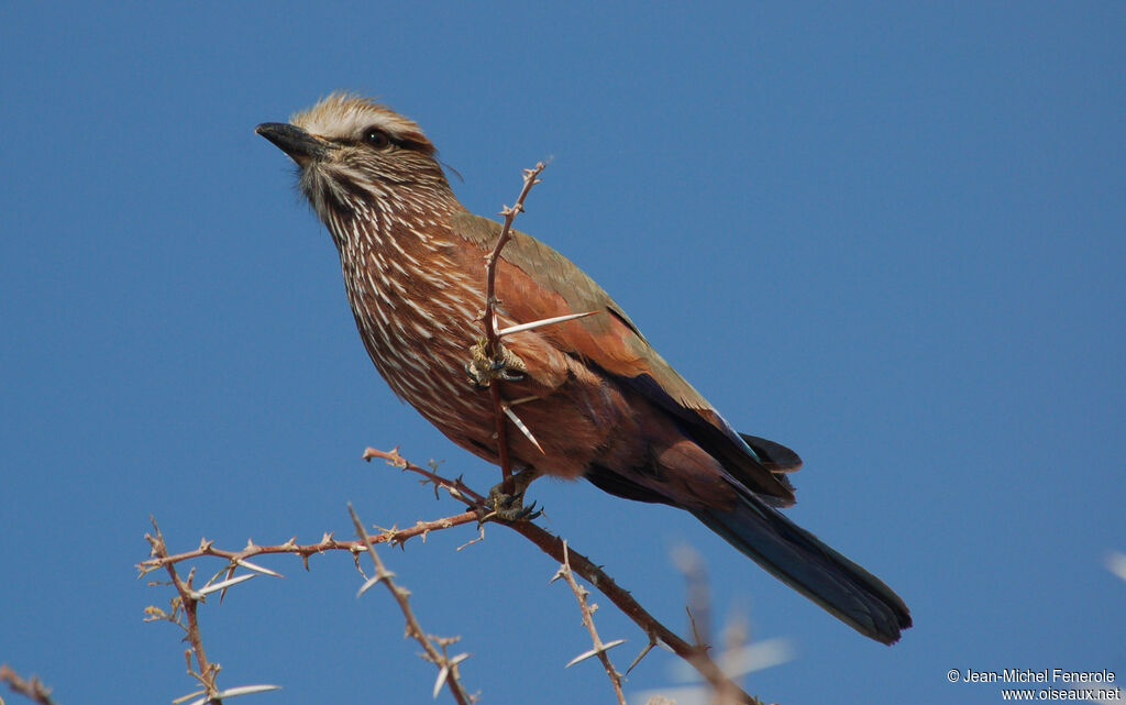 Purple Roller