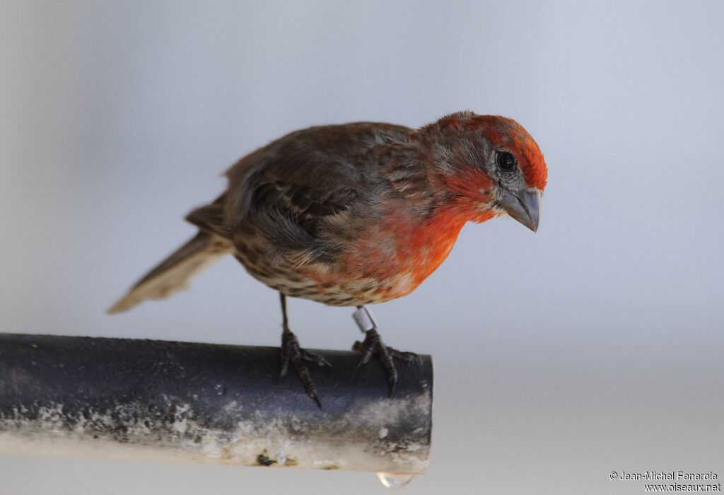 House Finch