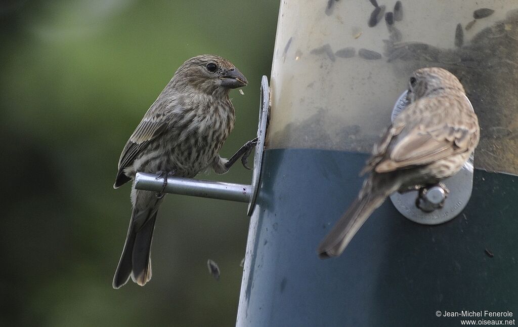 House Finch