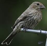 House Finch