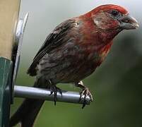 House Finch