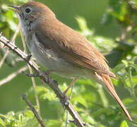 Common Nightingale