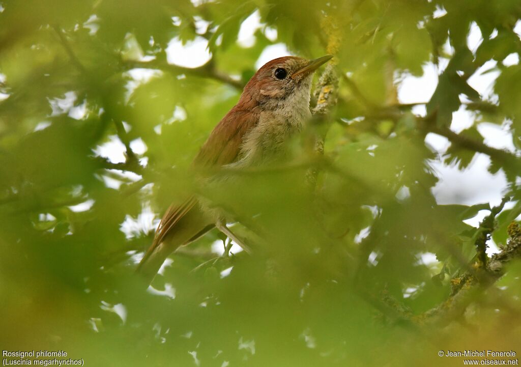 Common Nightingale