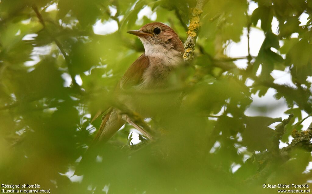 Common Nightingale