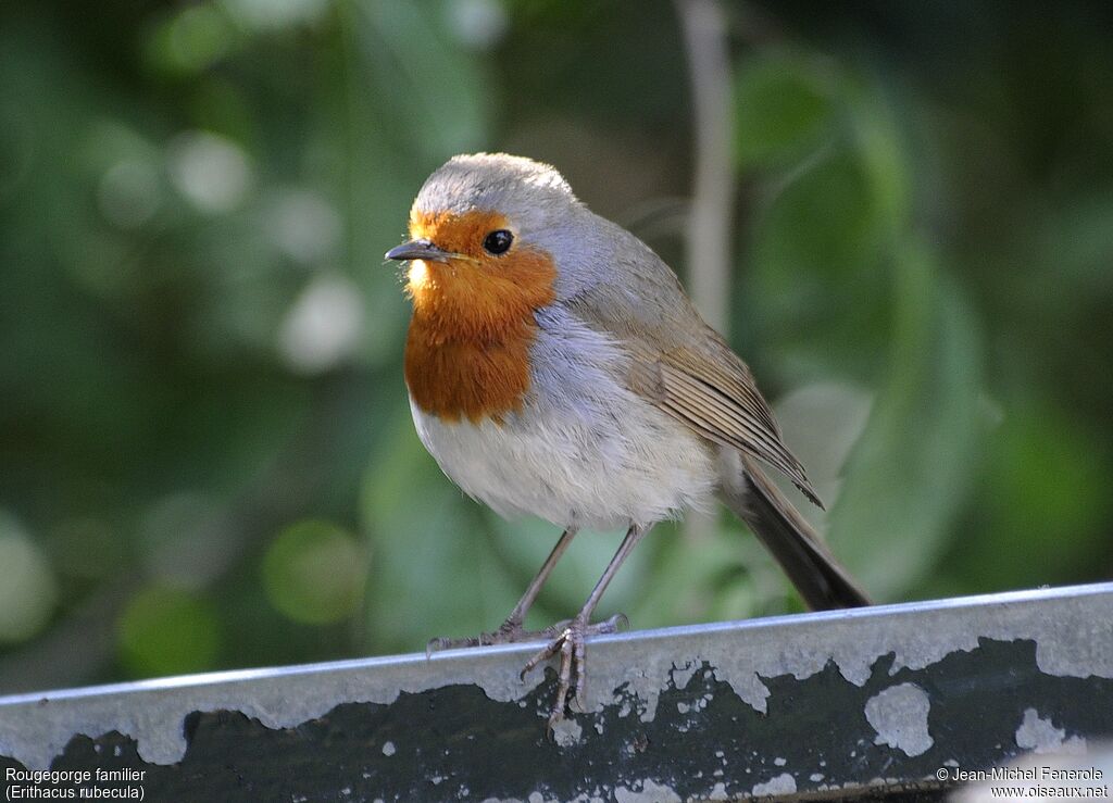 European Robin