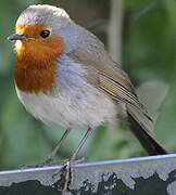 European Robin