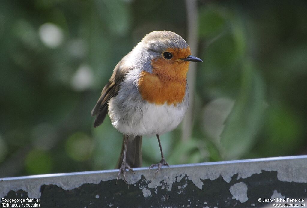 European Robin