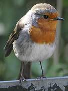 European Robin