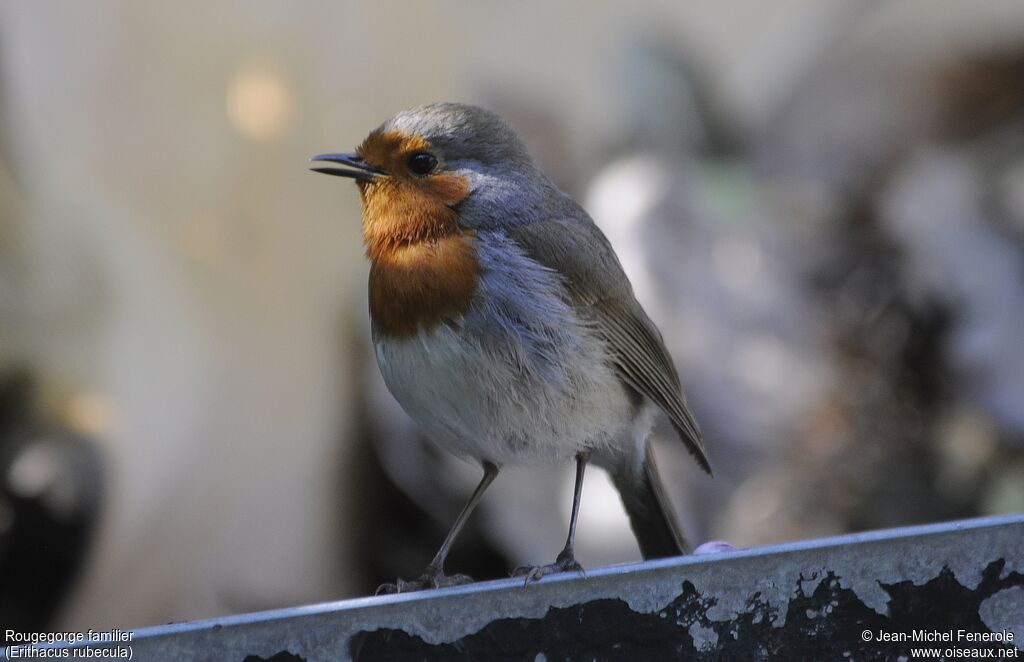 European Robin