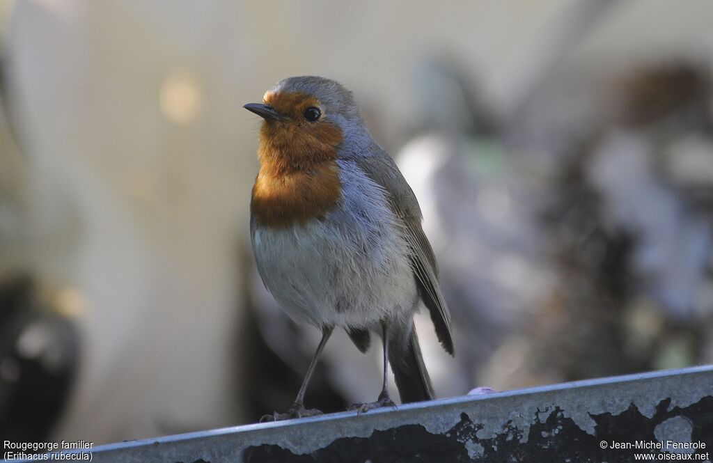 European Robin