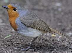 European Robin