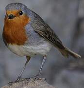 European Robin