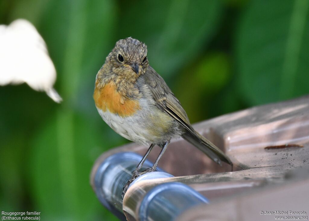 European Robinimmature