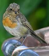 European Robin