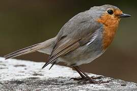 European Robin