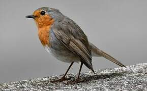 European Robin