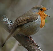 European Robin