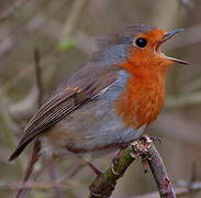 European Robin