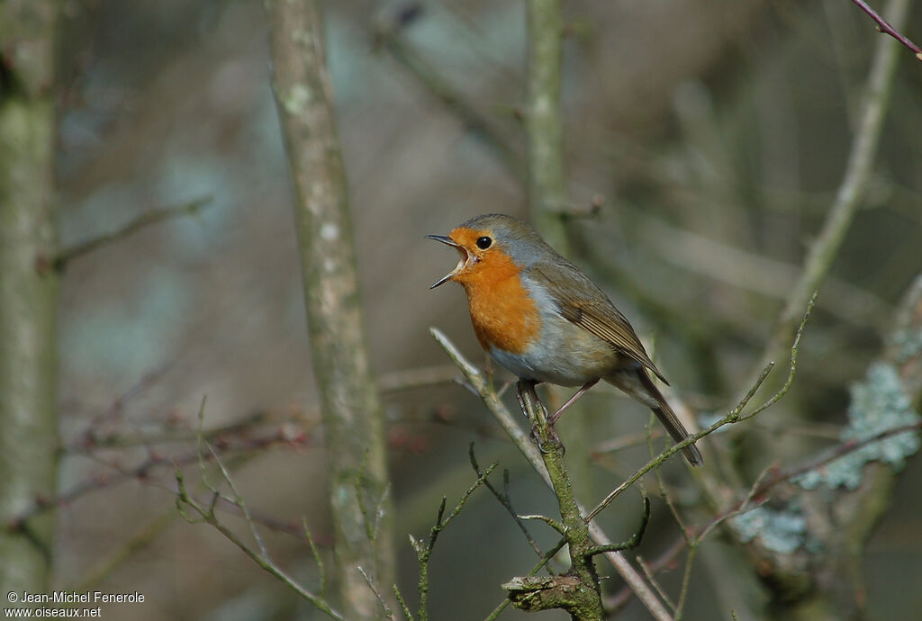 European Robin