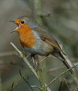 European Robin