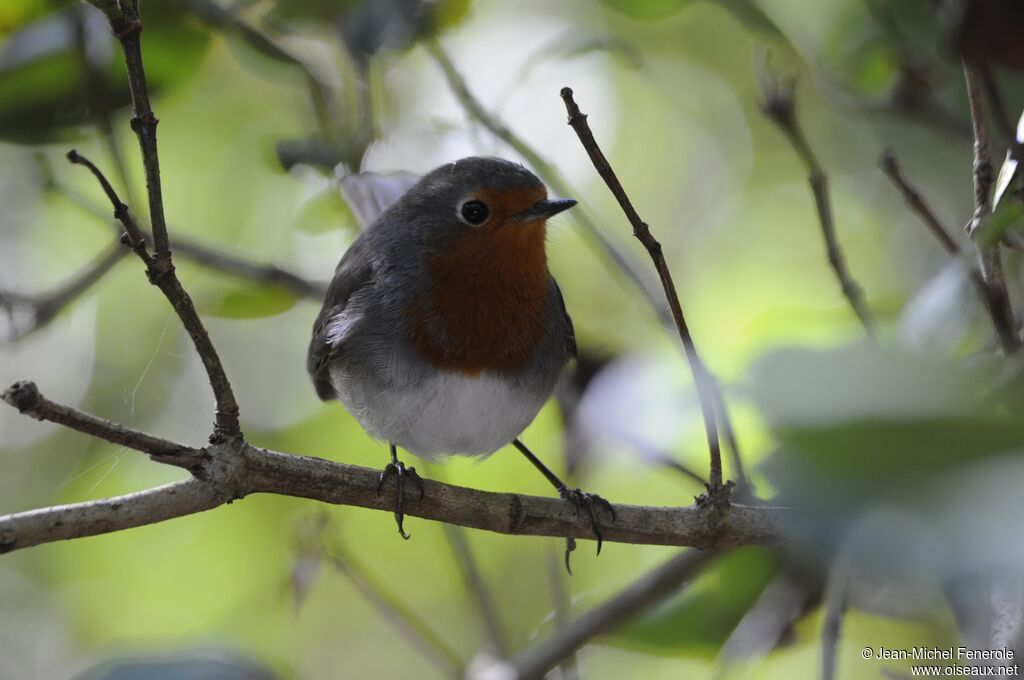 European Robin