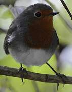 European Robin