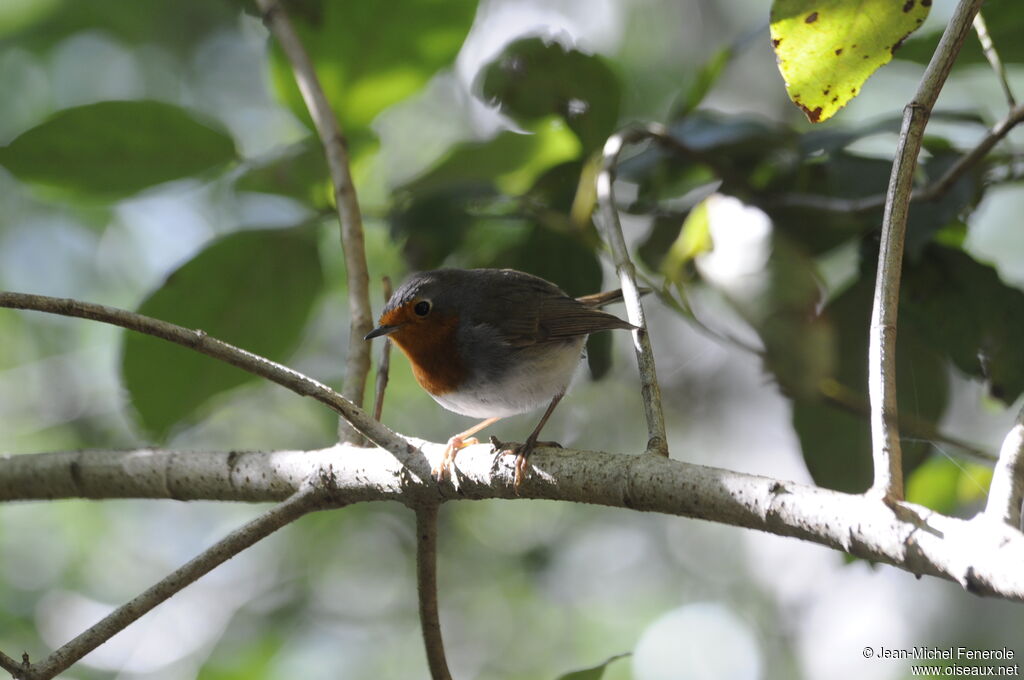 European Robin