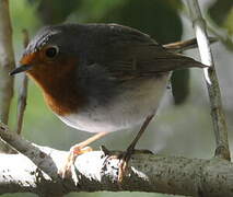 European Robin