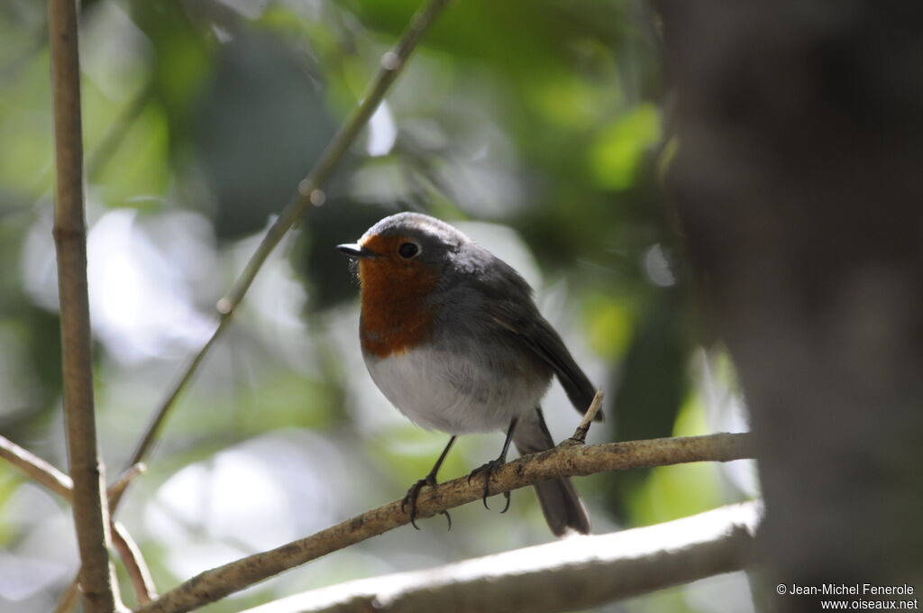 European Robin