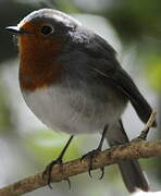 European Robin