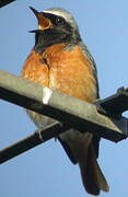 Common Redstart