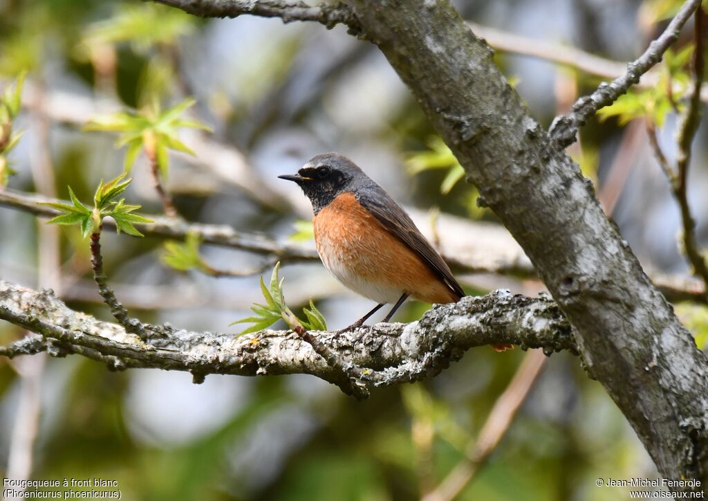 Common Redstart