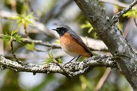 Common Redstart