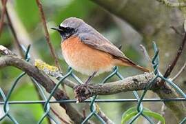 Common Redstart