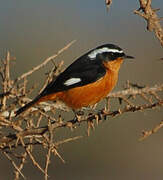 Moussier's Redstart