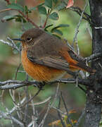 Moussier's Redstart