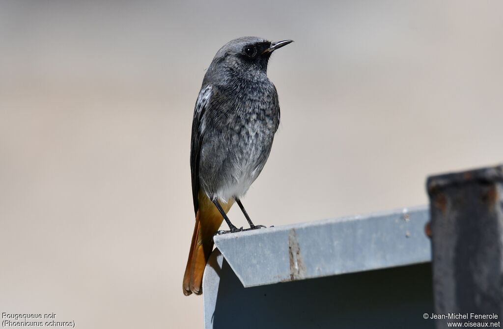 Black Redstart