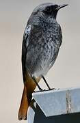 Black Redstart