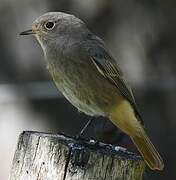 Black Redstart