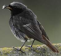 Black Redstart