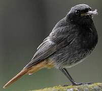 Black Redstart